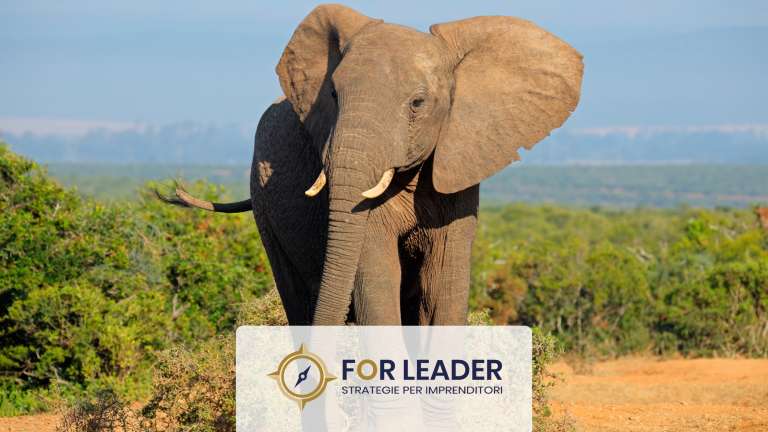 Quanto è grande l’elefante da mangiare?